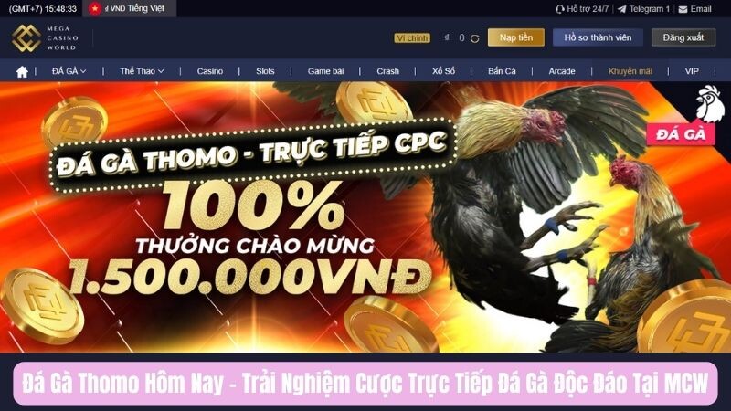 Đá gà Thomo hôm nay là gì?