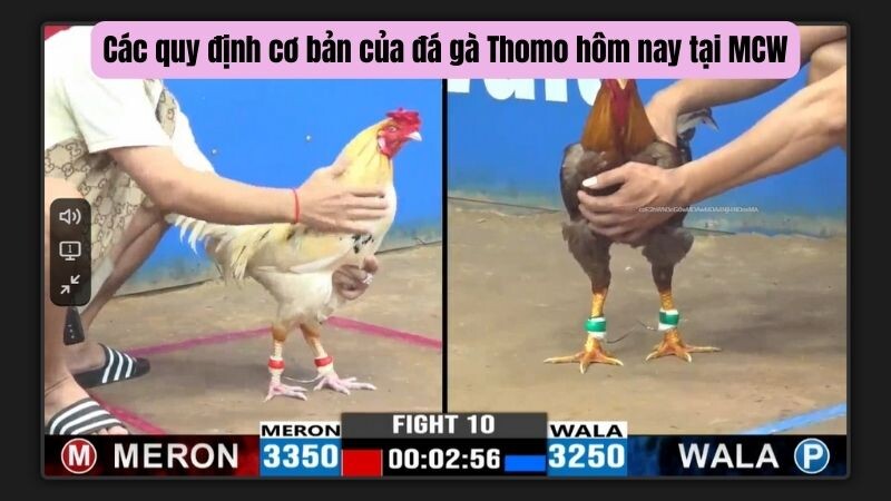 Các quy định cơ bản của đá gà Thomo hôm nay tại MCW