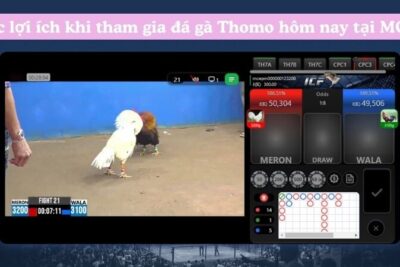 Đá Gà Thomo Hôm Nay – Trải Nghiệm Cược Trực Tiếp Đá Gà Độc Đáo Tại MCW