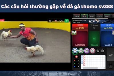 Đá Gà Thomo SV388 – Trải Nghiệm Đỉnh Cao Cho Người Chơi Đam Mê