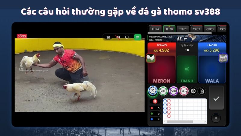 Các câu hỏi thường gặp về đá gà thomo sv388