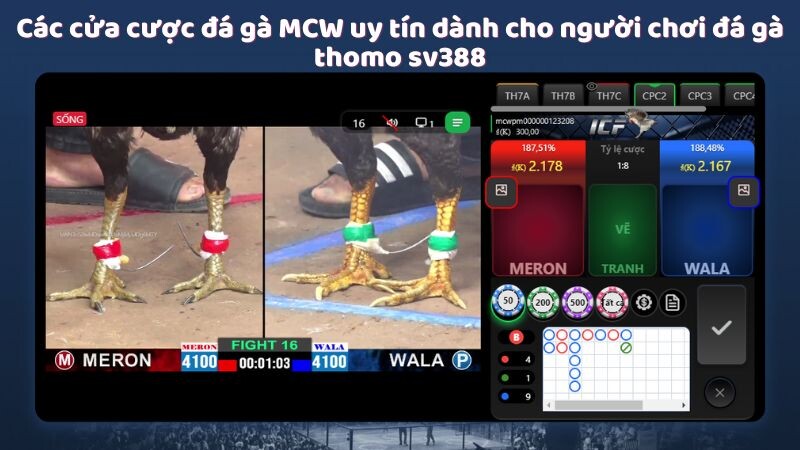 Các cửa cược đá gà MCW uy tín dành cho người chơi đá gà thomo sv388