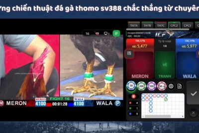 Đá Gà Thomo SV388 – Thế Giới Cá Cược Đỉnh Cao