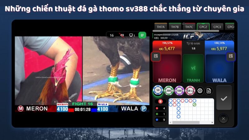 Những chiến thuật đá gà thomo sv388 chắc thắng từ chuyên gia