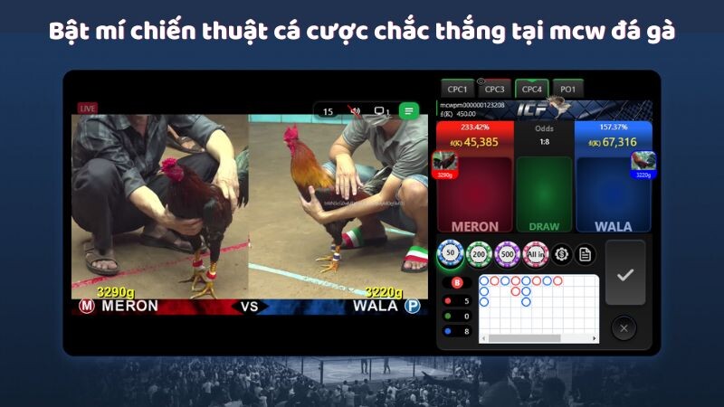 Bật mí chiến thuật cá cược chắc thắng tại mcw đá gà