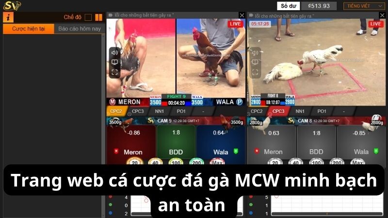 Trang web cá cược đá gà MCW minh bạch an toàn 